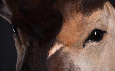 🦁 What Determines How Realistic a Taxidermy Mount Looks? The Eyes.
