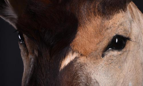 🦁 What Determines How Realistic a Taxidermy Mount Looks? The Eyes.