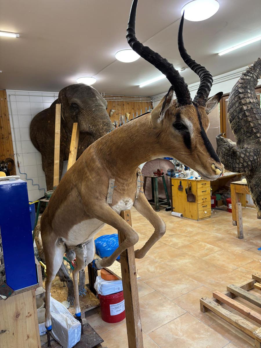 Dikdik detail
