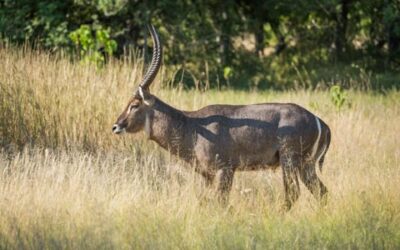 💧 What Can You Hunt with Franc Hunting Safaris? How About a Waterbuck?