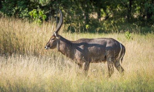 💧 What Can You Hunt with Franc Hunting Safaris? How About a Waterbuck?