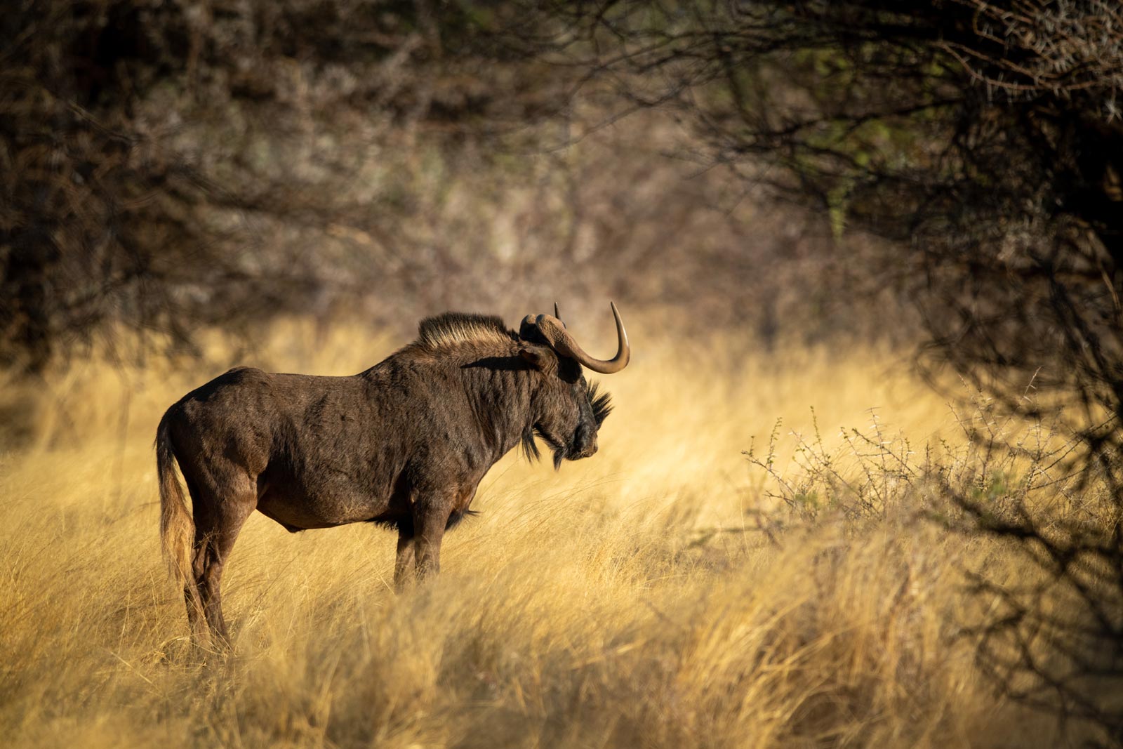 warthog_01
