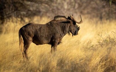 Co můžete lovit s Franc Hunting Safaris? Třeba pakoně běloocasého