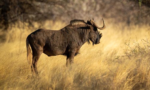 Co můžete lovit s Franc Hunting Safaris? Třeba pakoně běloocasého