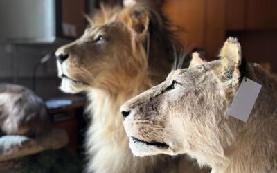 Lions Everywhere You Look