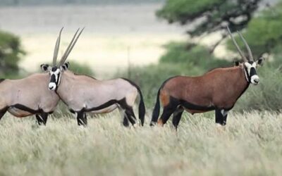 🦌 Co můžete lovit s Franc Hunting Safaris? Třeba přímorožce jihoafrického – a jeho výjimečné barevné varianty.