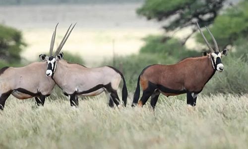 🦌 Co můžete lovit s Franc Hunting Safaris? Třeba přímorožce jihoafrického – a jeho výjimečné barevné varianty.