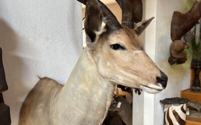 Kuland – vzácný kříženec kudu a antilopy losí