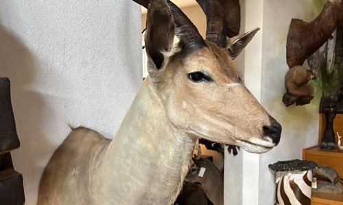 Kuland – vzácný kříženec kudu a antilopy losí