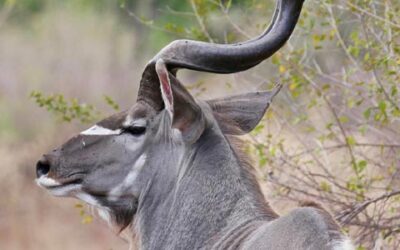 🦌 Co můžete lovit s Franc Hunting Safaris? Třeba kudu velkého