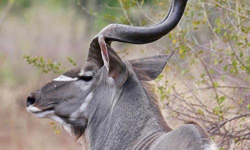 🦌 Co můžete lovit s Franc Hunting Safaris? Třeba kudu velkého