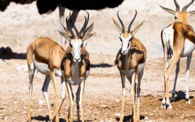 🦌 Co můžete lovit s Franc Hunting Safaris? Třeba springboka