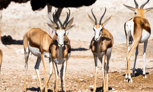 🦌 Co můžete lovit s Franc Hunting Safaris? Třeba springboka